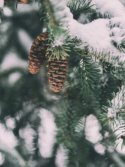 L'Hiver (En)chanté